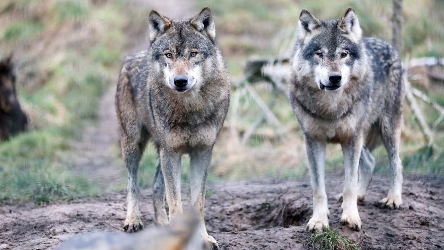Wolf