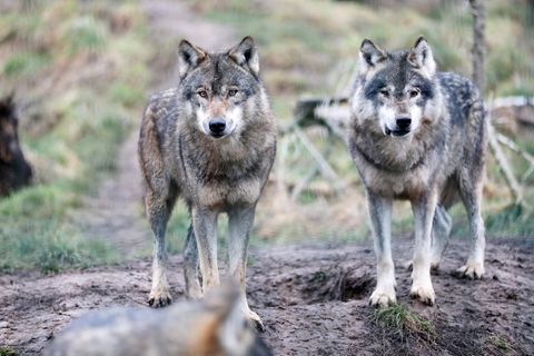 Wolf