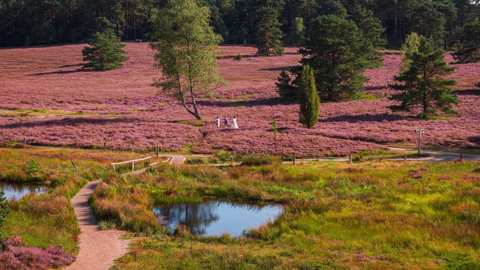 Lüneburger Heide