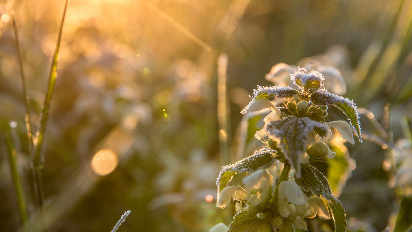 Wetter-Tags-ber-bis-zu-20-Grad-nachts-vereinzelt-Frost