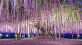 Die Chinesische Wisteria leuchtet märchenhaft lila