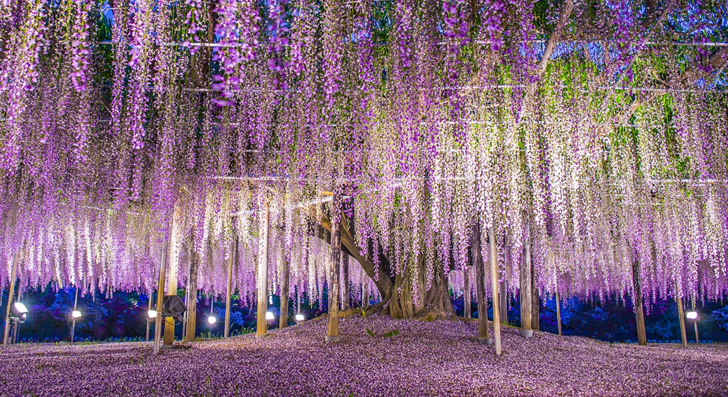 Die Chinesische Wisteria leuchtet märchenhaft lila