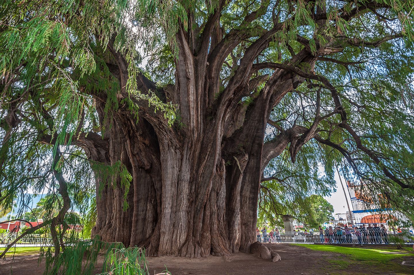 Árbol del Tule