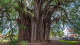 Árbol del Tule