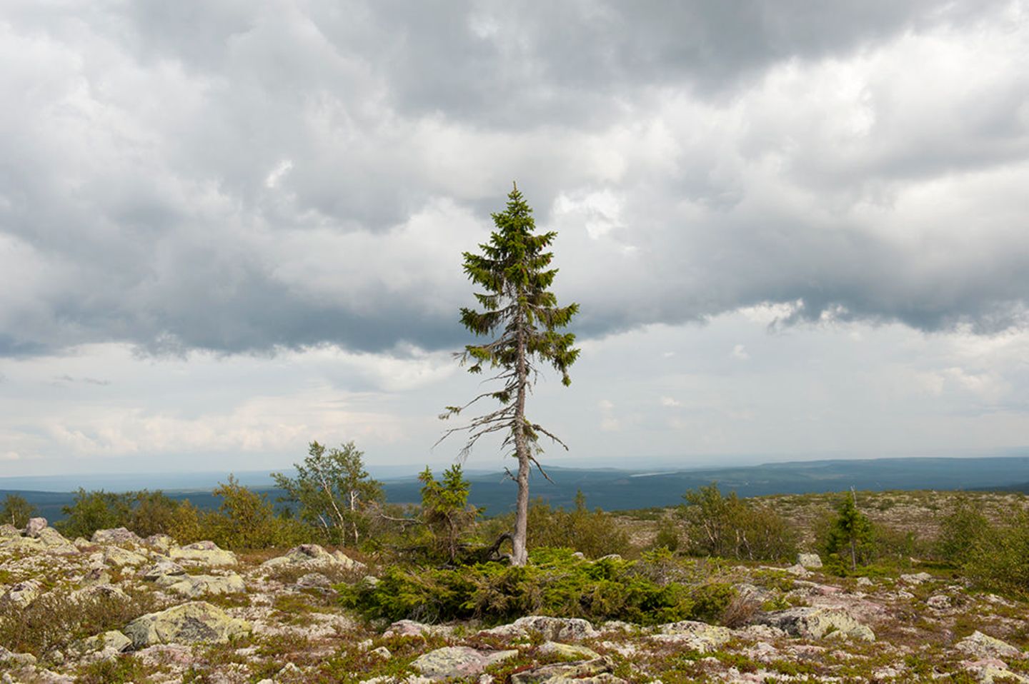 Old Tjikko