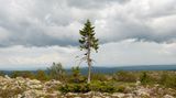 Old Tjikko