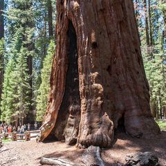 General Sherman Tree