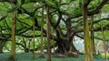 Banyanbaum