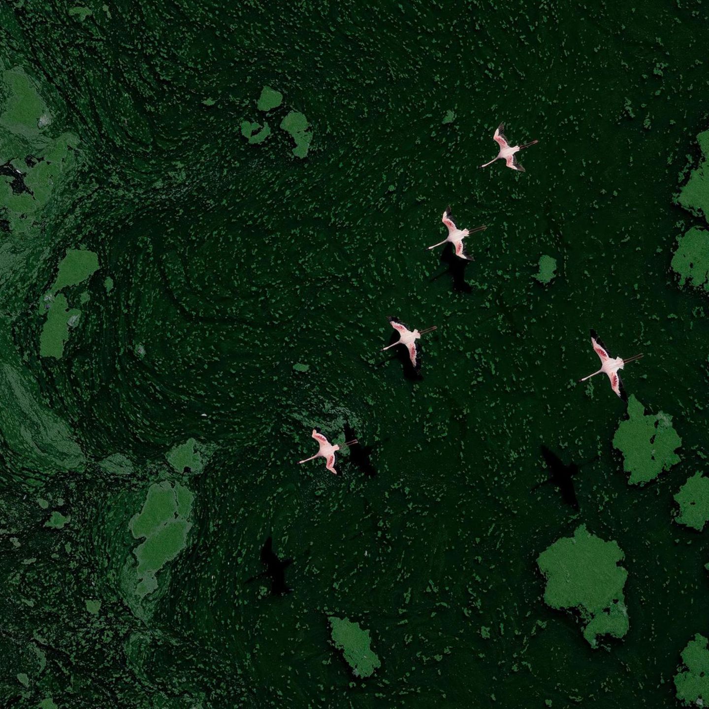 Flamingos über dem Lake Bogoria