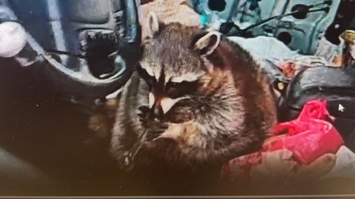 Waschbär mit Meth-Pfeife