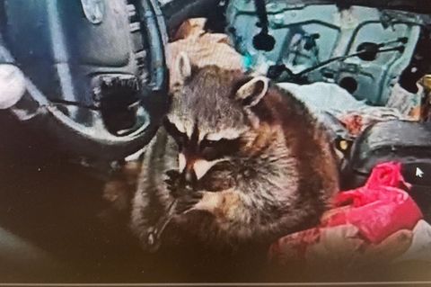 Waschbär mit Meth-Pfeife
