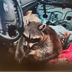 Waschbär mit Meth-Pfeife