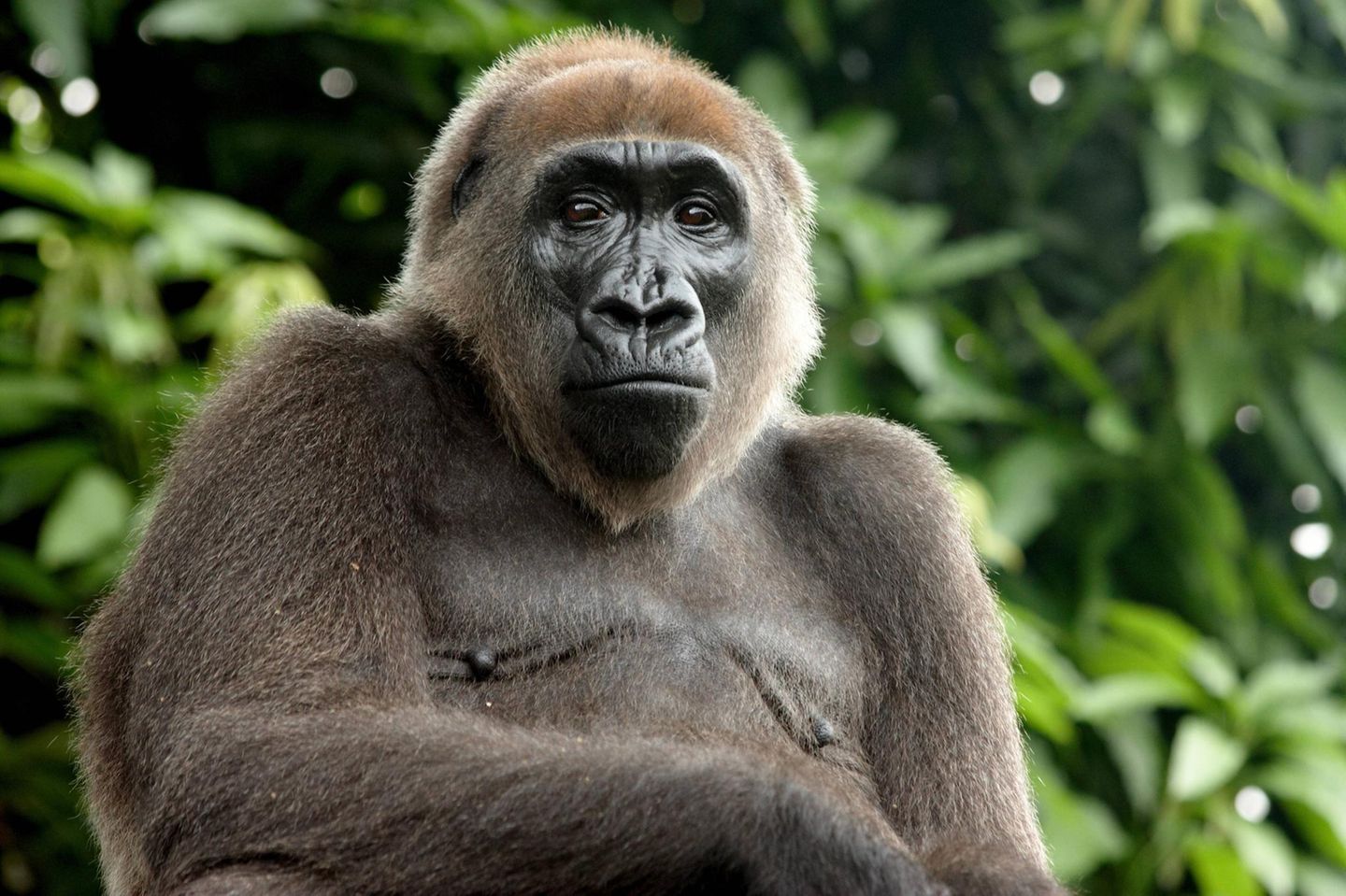 Cross River Gorilla: Zwischen Hoffen und Bangen Cross River gorilla Portrait