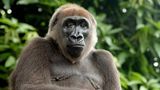 Cross River gorilla Portrait