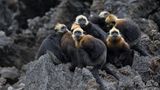Cat Ba Langur Gruppe