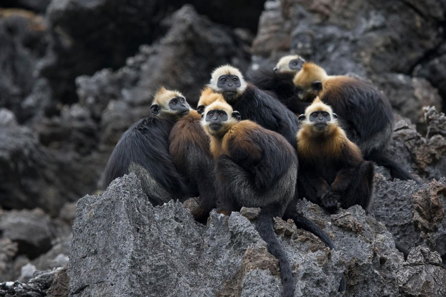 Cat Ba Langur Gruppe