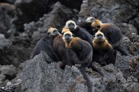 Cat Ba Langur Gruppe