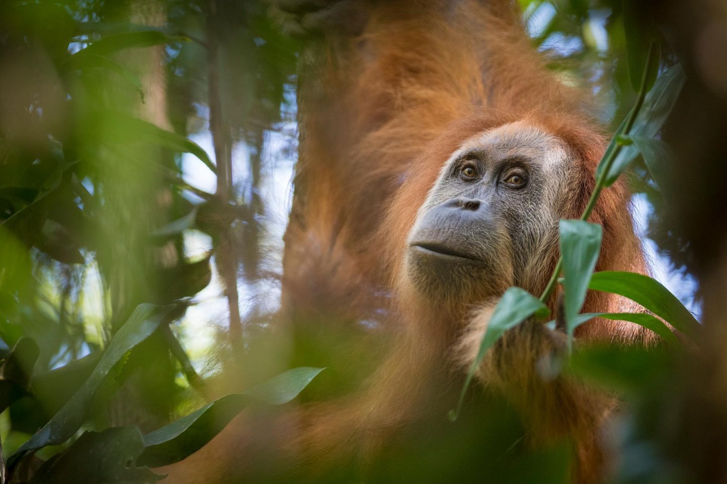 Tapanuli-Orang-Utan: Neu entdeckt und fast verschwunden Orang Utan im Wald