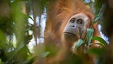 Orang Utan im Wald