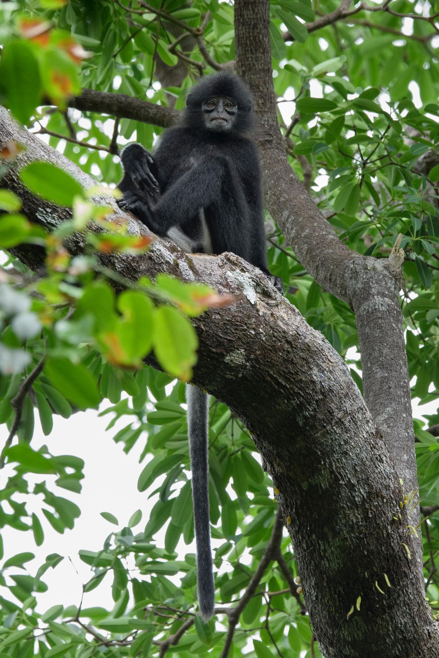 Sarawak-Langur: Nichts zu lachen Sarawak-Langur auf einem Baum