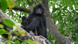 Sarawak-Langur auf einem Baum