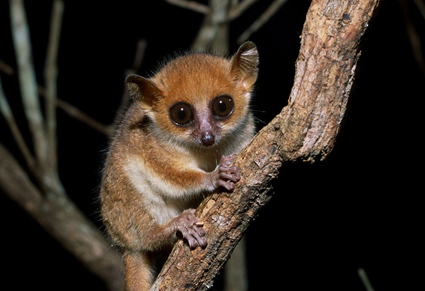 Madame-Berthes-Mauslemur: Zwerg in Gefahr Microcebus-berthae Portrait