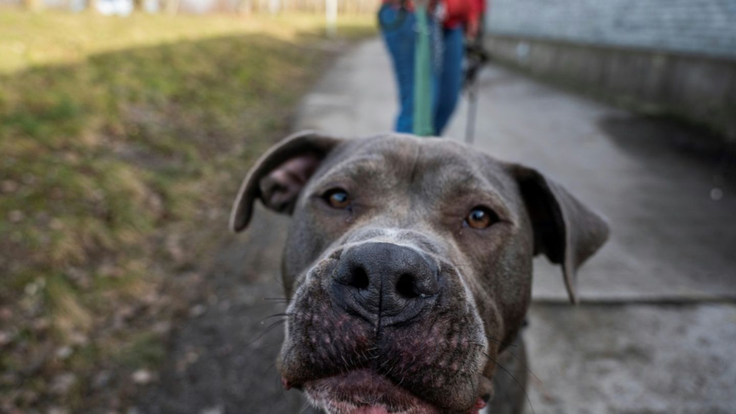 American Staffordshire Terrier im Tierheim Berlin 2021