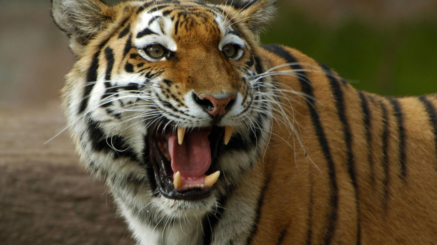 Unfall in Zoo: Mitarbeiterin übersah offene Tür und wurde von Tiger gebissen