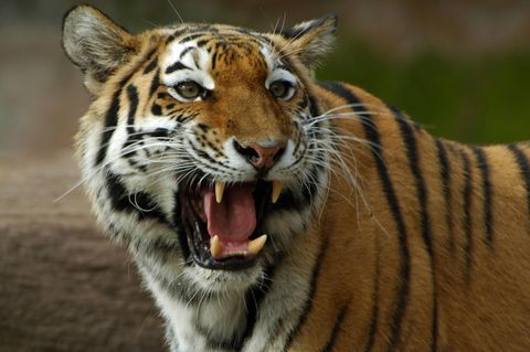 Unfall in Zoo: Mitarbeiterin übersah offene Tür und wurde von Tiger gebissen