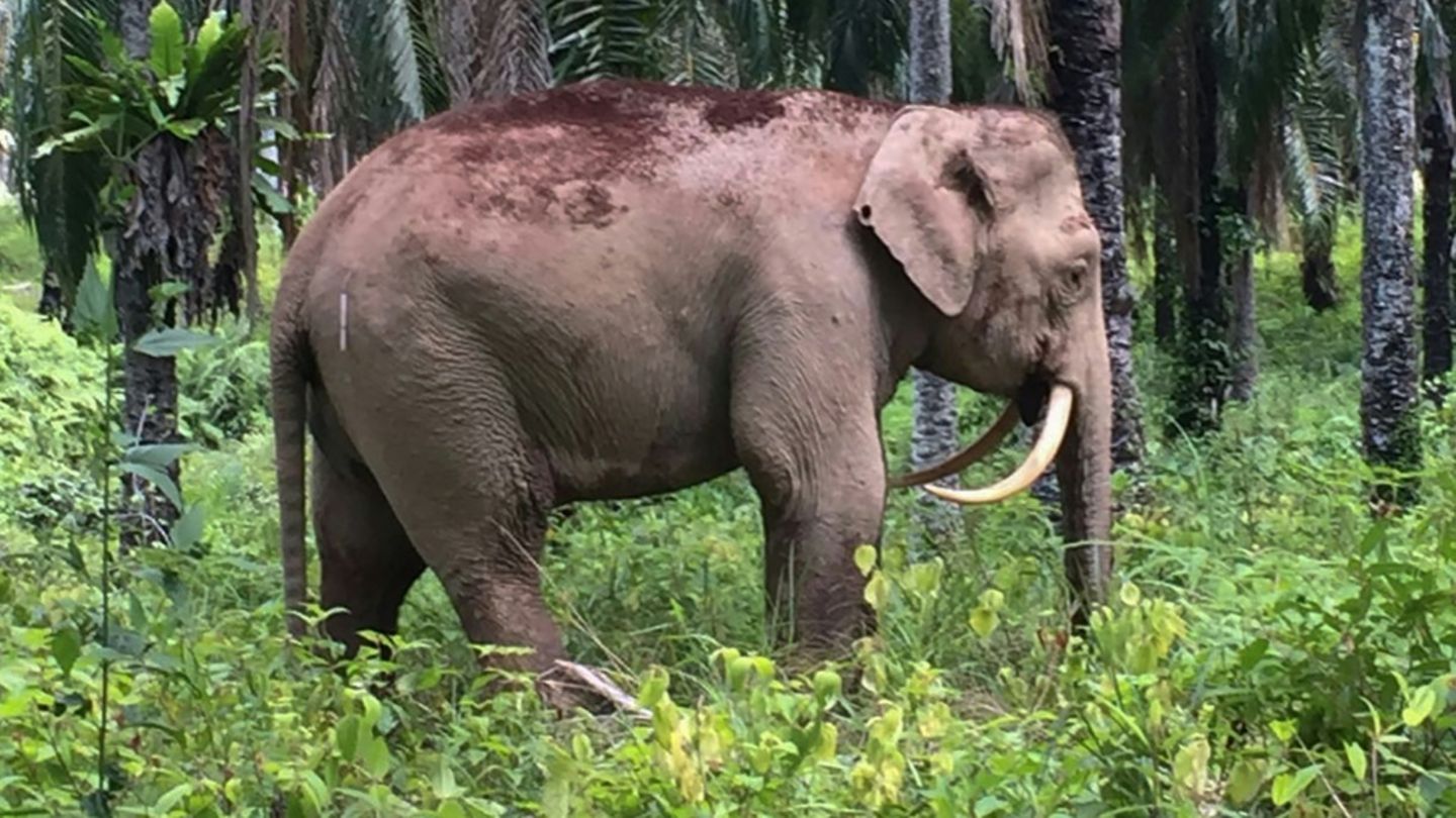 Elefant in Malaysia (Symbolbild)