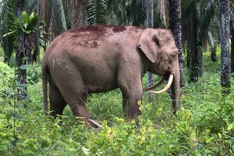 Elefant in Malaysia (Symbolbild)