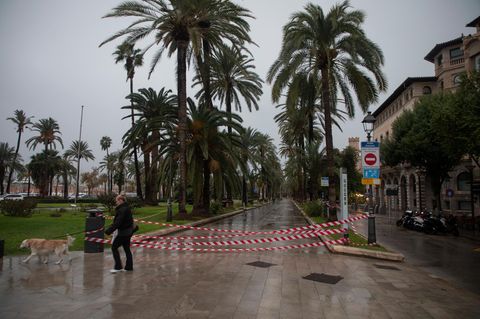 Mallorca ist aktuell von Unwettern getroffen. Bereits im November musste die Promenade von Palma wegen Unwettergefahren gesperrt werden (Foto)