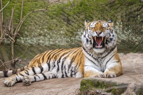 Ein sibirischer Tiger liegt in freier Natur in einem Wald und brüllt oder gähnt
