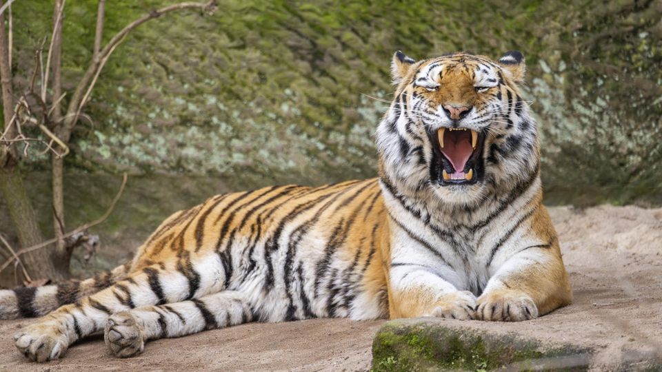 Ein sibirischer Tiger liegt in freier Natur in einem Wald und brüllt oder gähnt
