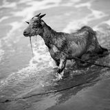 Nah am Menschen – und an der Natur. Viele Fotografien Macilaus sind in schwarz-weiß gehalten, nuanciert und kontrastreich