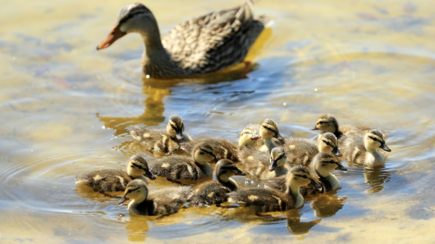 Ente mit Küken