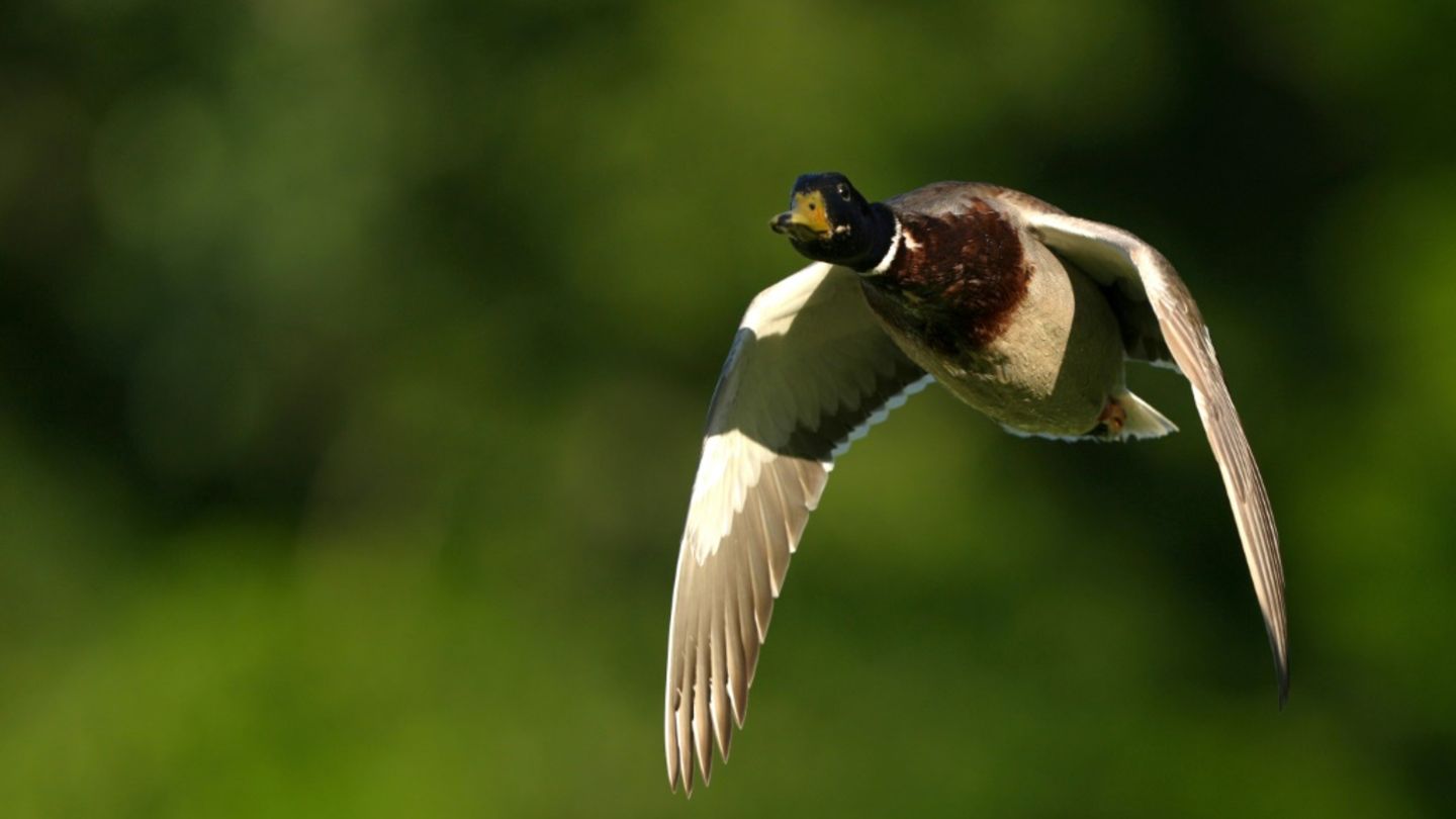 Eine fliegende Ente