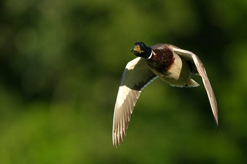 Eine fliegende Ente