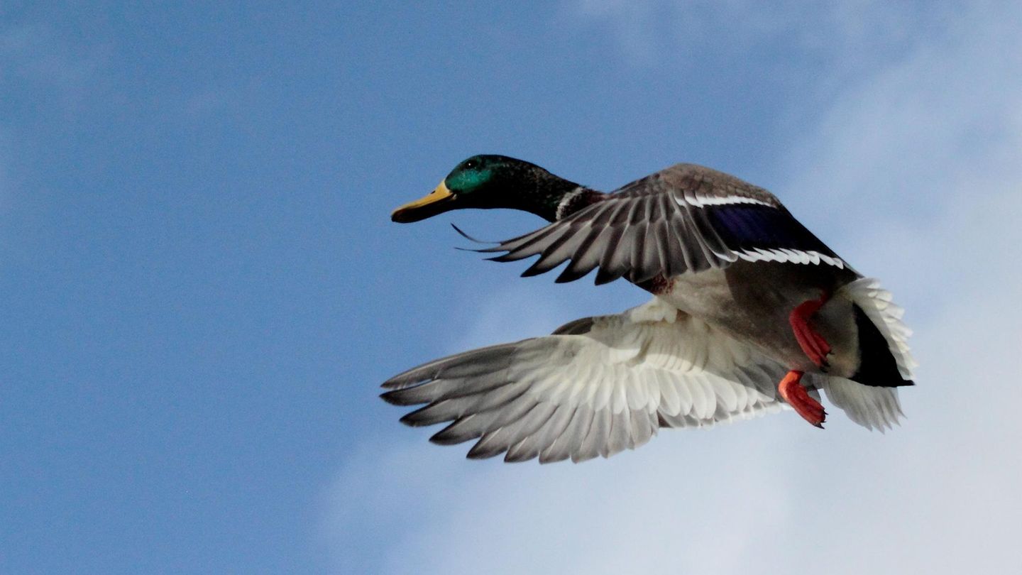 In der Schweiz war eine Ente schneller als erlaubt unterwegs (Symbolbild)