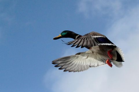 In der Schweiz war eine Ente schneller als erlaubt unterwegs (Symbolbild)