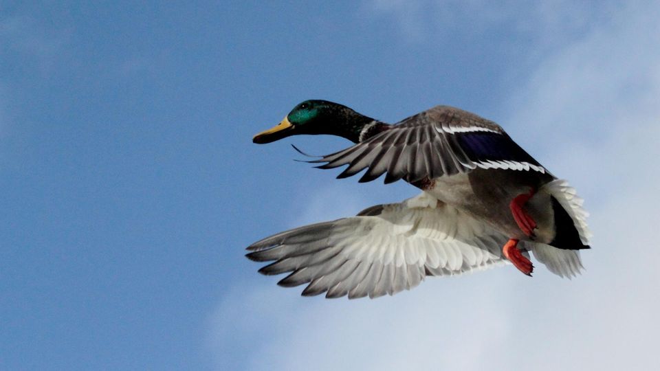 2 Mal Innerhalb Eines Jahres Geblitzt Schweiz: Ente mit 52 Stundenkilometern geblitzt – nicht zum ersten Mal