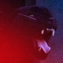 Nahaufnahme des Kopfes eines brüllenden Panthers