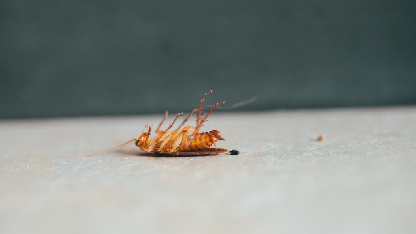 Pest control: “You are hunting all day long”