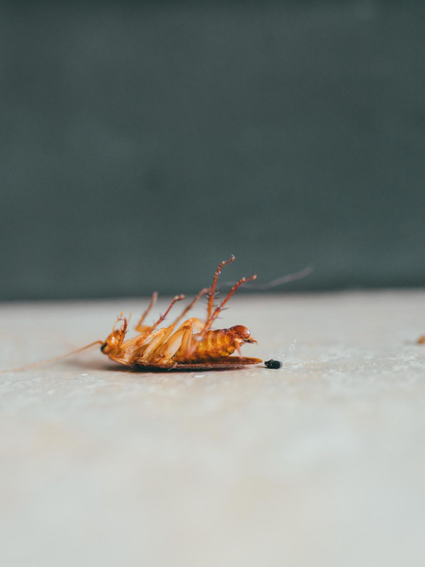 Serie: Kassensturz: "Du bist den ganzen Tag auf der Jagd – und hilfst Menschen"