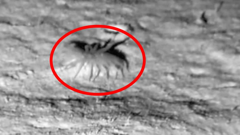 Seltenes Phänomen: Forscher filmen Tentakel-Wesen in 4000 Meter Tiefe Eine seltene Seeanemone taucht in 4000 Meter Tiefe aus dem Meeresboden auf