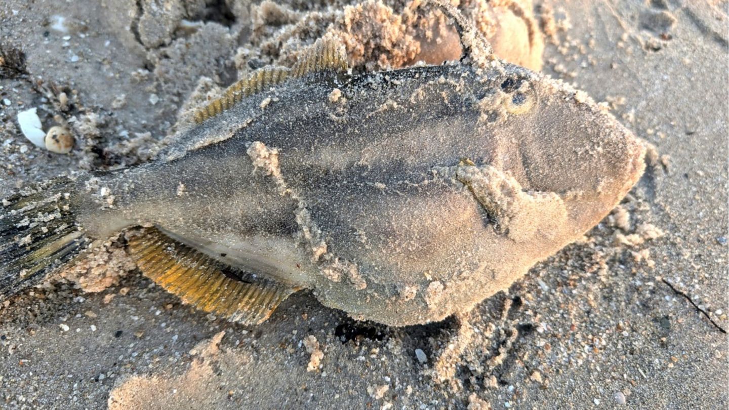 Giftige Algenblüte tötet Fische vor Australien