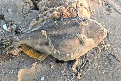 Giftige Algenblüte tötet Fische vor Australien