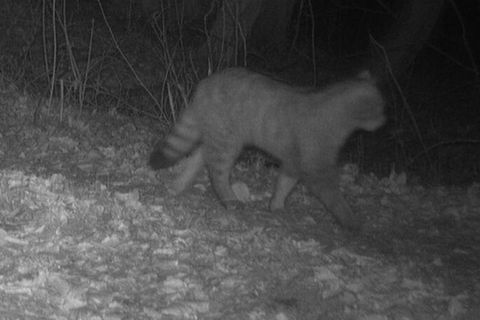 Eine Schwarz-Weiß-Foto einer Wildkatze, aufgenommen von einer Wildkamera