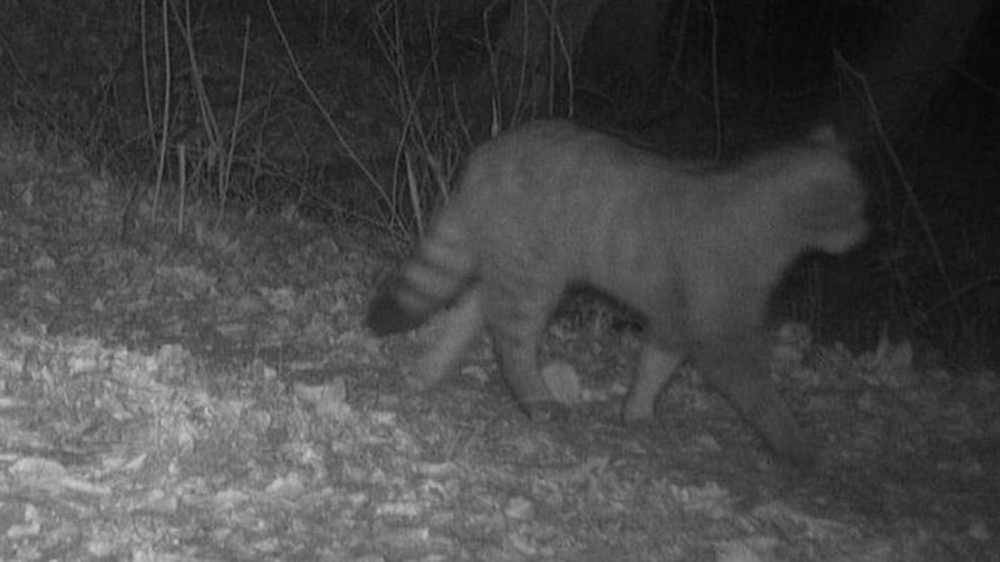 Erwischt!: Wildkatze tappt in Schleswig-Holstein in eine Fotofalle
