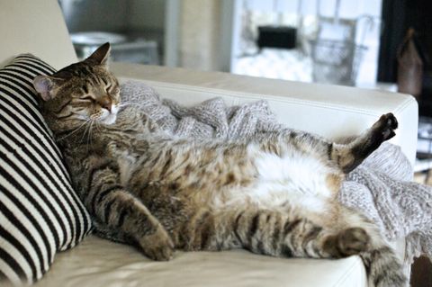 Diät: Wenn die Katze zu dick ist